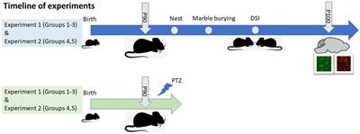 Genetic impairment of folate metabolism regulates cortical interneurons and social behavior